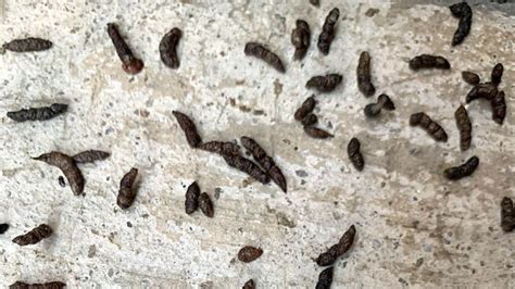 bat poop name|bat feces.